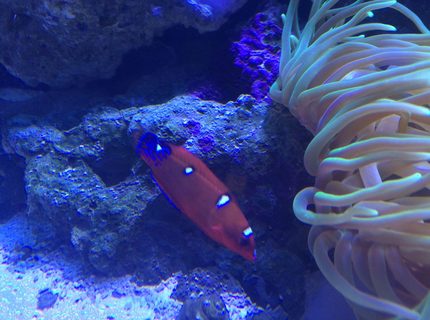 Rated #8: Saltwater Fish - Coris Formosa - Formosa Wrasse Stocking In 75 Gallons Tank - Wrasse Rated #8: Saltwater Fish - Coris Formosa - Formosa Wrasse Stocking In 75 Gallons Tank - Wrasse