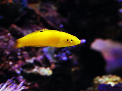 saltwater fish - halichoeres chrysus - yellow wrasse stocking in 105 gallons tank - Yellow Coris saltwater fish - halichoeres chrysus - yellow wrasse stocking in 105 gallons tank - Yellow Coris