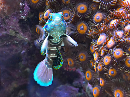 Rated #4: Saltwater Fish - Spotted Mandarin (synchiropus Pi Stocking In 240 Gallons Tank - My Green spotted Dragonet Rated #4: Saltwater Fish - Spotted Mandarin (synchiropus Pi Stocking In 240 Gallons Tank - My Green spotted Dragonet
