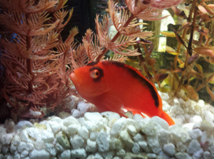 saltwater fish stocking in 40 gallons tank - My Flame Hawkfish saltwater fish stocking in 40 gallons tank - My Flame Hawkfish
