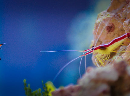 saltwater fish stocking in 90 gallons tank - My clown and my Shrimp... saltwater fish stocking in 90 gallons tank - My clown and my Shrimp...