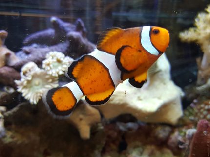 Rated #5: Saltwater Fish Stocking In 80 Gallons Tank - My clown:) Rated #5: Saltwater Fish Stocking In 80 Gallons Tank - My clown:)