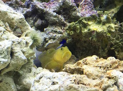 saltwater fish stocking in 75 gallons tank - Goby saltwater fish stocking in 75 gallons tank - Goby