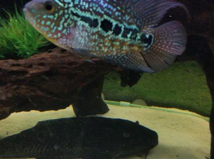 saltwater fish stocking in 125 gallons tank - King Kamfa Flowerhorn saltwater fish stocking in 125 gallons tank - King Kamfa Flowerhorn