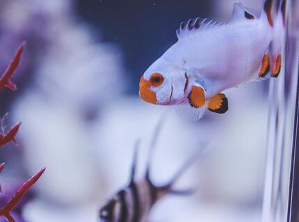 saltwater fish stocking in 30 gallons tank - Platinum percula saltwater fish stocking in 30 gallons tank - Platinum percula