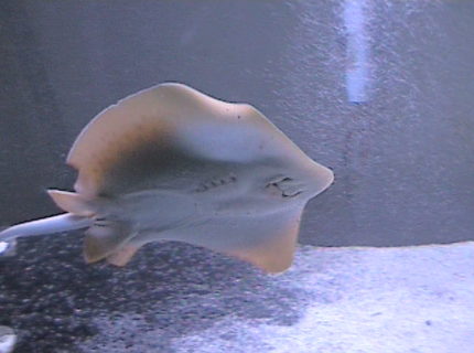 saltwater fish - taeniura lymma - bluespotted stingray stocking in 125 gallons tank - blue spotted sting ray saltwater fish - taeniura lymma - bluespotted stingray stocking in 125 gallons tank - blue spotted sting ray