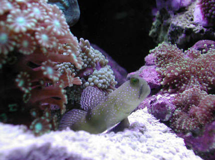 saltwater fish - cryptocentrus cinctus - yellow watchman goby stocking in 20 gallons tank - Yellow Watchman Goby saltwater fish - cryptocentrus cinctus - yellow watchman goby stocking in 20 gallons tank - Yellow Watchman Goby