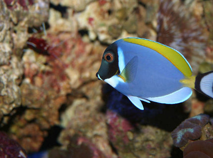 Rated #9: Saltwater Fish - Acanthurus Leucosternon - Powder Blue Tang Stocking In 100 Gallons Tank - This is my Powder Blue Tang named Dora. These fish are supposed to be peaceful, but Dora is the KING FISH in my tank and she doesn Rated #9: Saltwater Fish - Acanthurus Leucosternon - Powder Blue Tang Stocking In 100 Gallons Tank - This is my Powder Blue Tang named Dora. These fish are supposed to be peaceful, but Dora is the KING FISH in my tank and she doesn't let the other fish forget it!