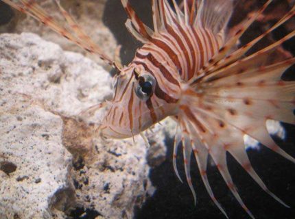Rated #7: Saltwater Fish - Pterois Volitans - Volitan Lionfish Stocking In 55 Gallons Tank - Mr. Lionfish Rated #7: Saltwater Fish - Pterois Volitans - Volitan Lionfish Stocking In 55 Gallons Tank - Mr. Lionfish