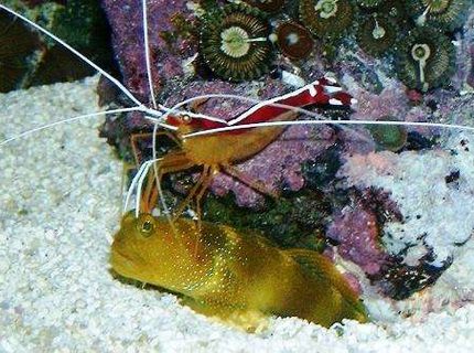 saltwater fish - cryptocentrus cinctus - yellow watchman goby stocking in 160 gallons tank - A gobie have a shampoo by a lysmata ! saltwater fish - cryptocentrus cinctus - yellow watchman goby stocking in 160 gallons tank - A gobie have a shampoo by a lysmata !