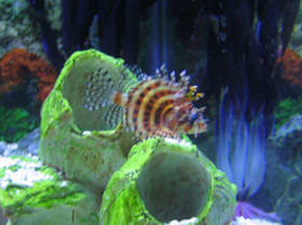 dwarf lionfish tank size