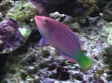 saltwater fish - pseudocheilinus hexataenia - six line wrasse stocking in 24 gallons tank - here is a low quality pic of my sixline wrasse saltwater fish - pseudocheilinus hexataenia - six line wrasse stocking in 24 gallons tank - here is a low quality pic of my sixline wrasse