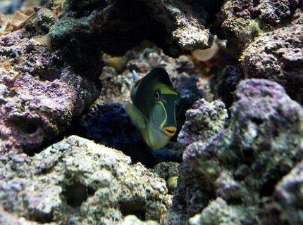 saltwater fish - naso elegans - naso blonde tang stocking in 190 gallons tank - Blonde Naso Tang saltwater fish - naso elegans - naso blonde tang stocking in 190 gallons tank - Blonde Naso Tang