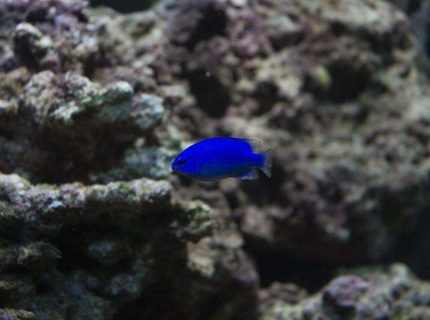 saltwater fish - chrysiptera cyanea - blue devil damselfish stocking in 190 gallons tank - Blue Devil Damsel saltwater fish - chrysiptera cyanea - blue devil damselfish stocking in 190 gallons tank - Blue Devil Damsel