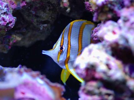 saltwater fish - chelmon rostratus - copperband butterflyfish stocking in 160 gallons tank - Copperbanded name Freddy saltwater fish - chelmon rostratus - copperband butterflyfish stocking in 160 gallons tank - Copperbanded name Freddy