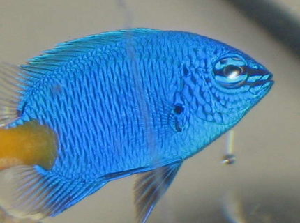 saltwater fish - chrysiptera parasema - yellowtail damselfish stocking in 10 gallons tank - my new yellow tailed damsel saltwater fish - chrysiptera parasema - yellowtail damselfish stocking in 10 gallons tank - my new yellow tailed damsel