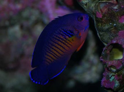 saltwater fish - centropyge bispinosa - coral beauty angelfish stocking in 120 gallons tank - Coral Beauty saltwater fish - centropyge bispinosa - coral beauty angelfish stocking in 120 gallons tank - Coral Beauty