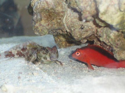 saltwater fish - synchiropus ocellatus - scooter blenny stocking in 20 gallons tank - Odd Couple saltwater fish - synchiropus ocellatus - scooter blenny stocking in 20 gallons tank - Odd Couple