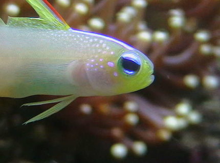 saltwater fish - nemateleotris magnifica - firefish stocking in 25 gallons tank - Firegoby. saltwater fish - nemateleotris magnifica - firefish stocking in 25 gallons tank - Firegoby.