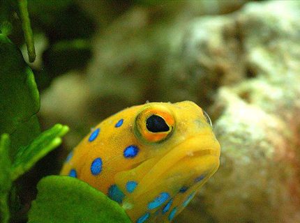 Rated #4: Saltwater Fish - Opistognathus Rosenblatti - Blue Spot Jawfish Stocking In 90 Gallons Tank - Bluespot Jawfish Rated #4: Saltwater Fish - Opistognathus Rosenblatti - Blue Spot Jawfish Stocking In 90 Gallons Tank - Bluespot Jawfish