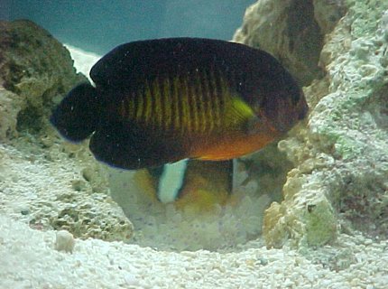 saltwater fish - centropyge bispinosa - coral beauty angelfish saltwater fish - centropyge bispinosa - coral beauty angelfish