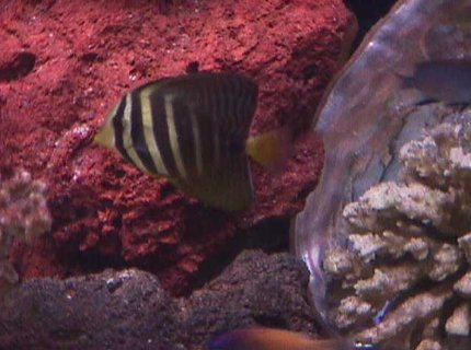 saltwater fish - zebrasoma veliferum - sailfin tang - I have a 120 gallon semi reef tank as my hobby for about 3.5 years. saltwater fish - zebrasoma veliferum - sailfin tang - I have a 120 gallon semi reef tank as my hobby for about 3.5 years.