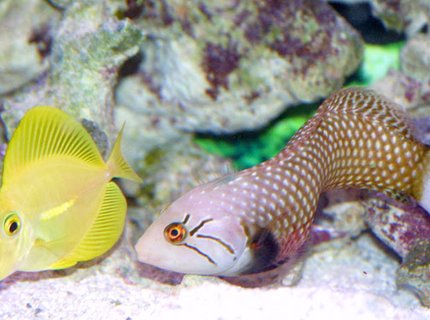 saltwater fish - zebrasoma flavescens - yellow tang - hawaii saltwater fish - zebrasoma flavescens - yellow tang - hawaii
