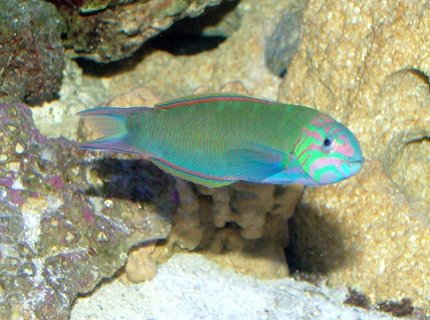 saltwater fish - thalassoma lunare - moon wrasse stocking in 150 gallons tank - Mr. Moon saltwater fish - thalassoma lunare - moon wrasse stocking in 150 gallons tank - Mr. Moon