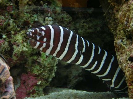 saltwater fish - gymnomuraena zebra - zebra moray eel stocking in 200 gallons tank - My ZEBRA EEL at 40cm saltwater fish - gymnomuraena zebra - zebra moray eel stocking in 200 gallons tank - My ZEBRA EEL at 40cm
