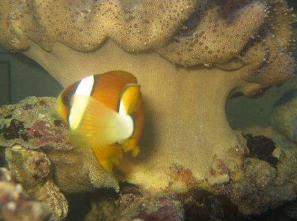 saltwater fish - amphiprion clarkii - clarkii clownfish stocking in 4 gallons tank - Maroon Clownfish (Premnas Biaculeatus) saltwater fish - amphiprion clarkii - clarkii clownfish stocking in 4 gallons tank - Maroon Clownfish (Premnas Biaculeatus)