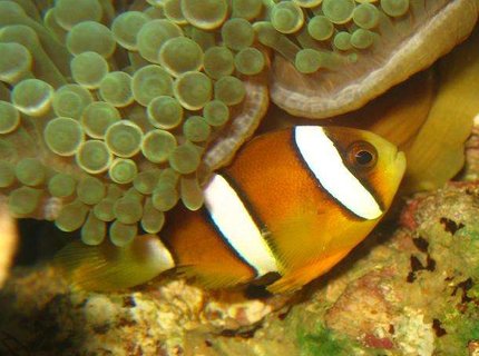 saltwater fish - amphiprion clarkii - clarkii clownfish stocking in 4 gallons tank - Maroon Clownfish saltwater fish - amphiprion clarkii - clarkii clownfish stocking in 4 gallons tank - Maroon Clownfish