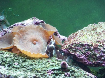 saltwater fish - salarias ramosus - starry blenny stocking in 125 gallons tank - This is my starry blenny, i have had him for over 2 years now, he is the first saltwater fish i purchased. saltwater fish - salarias ramosus - starry blenny stocking in 125 gallons tank - This is my starry blenny, i have had him for over 2 years now, he is the first saltwater fish i purchased.