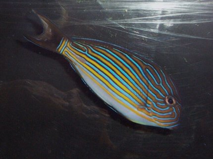 saltwater fish - acanthurus lineatus - clown tang stocking in 55 gallons tank - My clown tang saltwater fish - acanthurus lineatus - clown tang stocking in 55 gallons tank - My clown tang