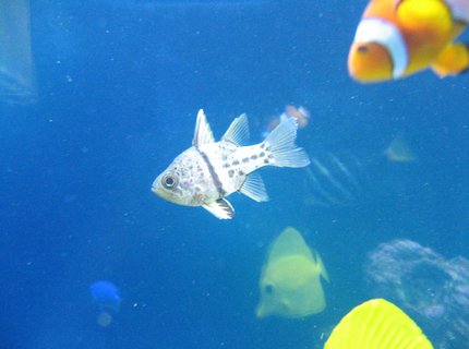 saltwater fish - sphaeramia nematoptera - spotted cardinalfish stocking in 37 gallons tank - Trying to get the orbicular cardinal but my percula loves the camera. saltwater fish - sphaeramia nematoptera - spotted cardinalfish stocking in 37 gallons tank - Trying to get the orbicular cardinal but my percula loves the camera.
