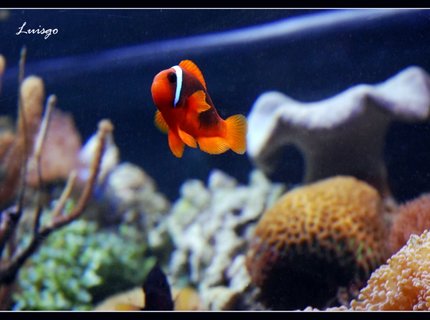 saltwater fish - amphiprion frenatus - tomato clownfish stocking in 125 gallons tank - Tomato Clown in my 125 gallons reef saltwater fish - amphiprion frenatus - tomato clownfish stocking in 125 gallons tank - Tomato Clown in my 125 gallons reef