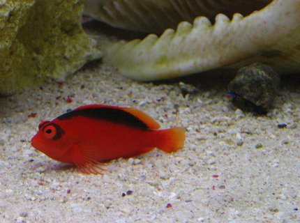 saltwater fish - neocirrhitus armatus - flame hawkfish stocking in 105 gallons tank - Armatus saltwater fish - neocirrhitus armatus - flame hawkfish stocking in 105 gallons tank - Armatus
