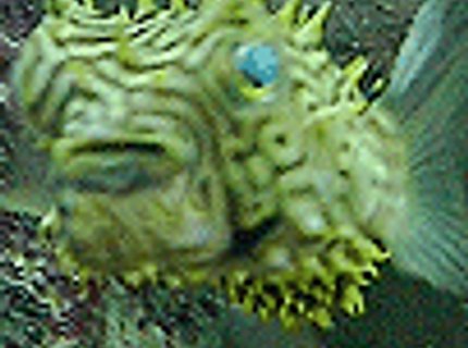 saltwater fish - chilomycterus schoepfi - spiny box puffer stocking in 110 gallons tank - ET Puffer saltwater fish - chilomycterus schoepfi - spiny box puffer stocking in 110 gallons tank - ET Puffer