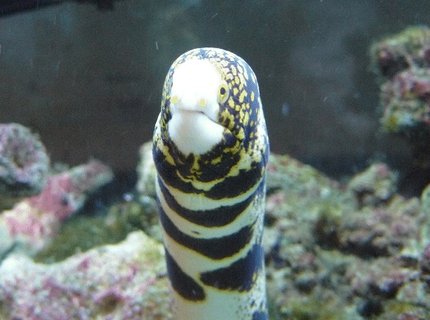 saltwater fish - echidna nebulosa - snowflake eel stocking in 110 gallons tank - Big Al saltwater fish - echidna nebulosa - snowflake eel stocking in 110 gallons tank - Big Al