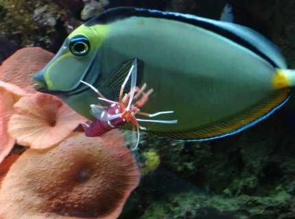 saltwater fish - naso lituratus - naso tang stocking in 200 gallons tank - My naso tang and fire/blood shrimp, the shrimp giving the naso a quick manicure. Unfortunately, both of them are now deceased saltwater fish - naso lituratus - naso tang stocking in 200 gallons tank - My naso tang and fire/blood shrimp, the shrimp giving the naso a quick manicure. Unfortunately, both of them are now deceased