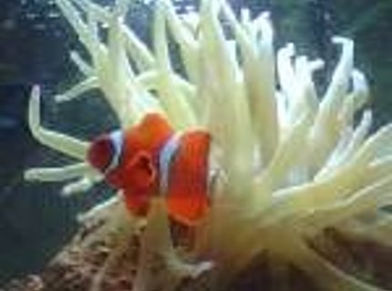 saltwater fish - amphiprion clarkii - clarkii clownfish stocking in 56 gallons tank - MY NEMO saltwater fish - amphiprion clarkii - clarkii clownfish stocking in 56 gallons tank - MY NEMO