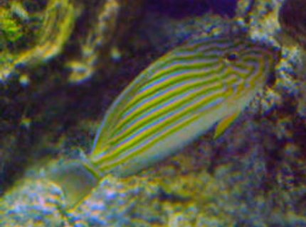 saltwater fish - acanthurus lineatus - clown tang stocking in 55 gallons tank - My little Clown Tang saltwater fish - acanthurus lineatus - clown tang stocking in 55 gallons tank - My little Clown Tang