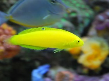 saltwater fish - halichoeres chrysus - yellow wrasse stocking in 60 gallons tank - Almost 2 years old now. Yellow corise wrasse (IF YOU DO NOT LIKE OUR PICTURES THEN YOU DO NOT HAVE TO LOOK AT THEM, BUT VOTING 0 IS VERY NEGATIVE ON YOUR PART) PLEASE JUST MOVE ON - THANKS!!!! saltwater fish - halichoeres chrysus - yellow wrasse stocking in 60 gallons tank - Almost 2 years old now. Yellow corise wrasse (IF YOU DO NOT LIKE OUR PICTURES THEN YOU DO NOT HAVE TO LOOK AT THEM, BUT VOTING 0 IS VERY NEGATIVE ON YOUR PART) PLEASE JUST MOVE ON - THANKS!!!!