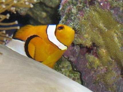 saltwater fish - amphiprion percula - true percula clownfish stocking in 330 gallons tank - Dad with his 14th clutch this year :) saltwater fish - amphiprion percula - true percula clownfish stocking in 330 gallons tank - Dad with his 14th clutch this year :)