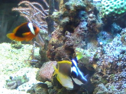 saltwater fish - amphiprion frenatus - tomato clownfish stocking in 95 gallons tank - Foxface Lo & Clownfish saltwater fish - amphiprion frenatus - tomato clownfish stocking in 95 gallons tank - Foxface Lo & Clownfish
