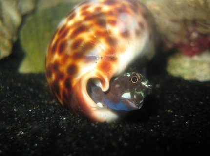 saltwater fish - ecsenius bicolor - bicolor blenny stocking in 144 gallons tank - Bi-color blenny in cowrie shell saltwater fish - ecsenius bicolor - bicolor blenny stocking in 144 gallons tank - Bi-color blenny in cowrie shell