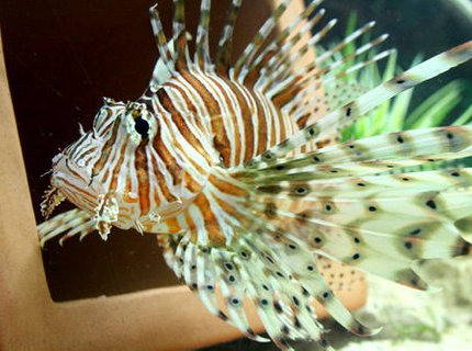 saltwater fish - pterois volitans - volitan lionfish stocking in 220 gallons tank - Peacock/Volitan Lion Fish saltwater fish - pterois volitans - volitan lionfish stocking in 220 gallons tank - Peacock/Volitan Lion Fish
