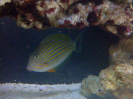 saltwater fish - acanthurus lineatus - clown tang stocking in 43 gallons tank - this is clowny my clown tang ! saltwater fish - acanthurus lineatus - clown tang stocking in 43 gallons tank - this is clowny my clown tang !