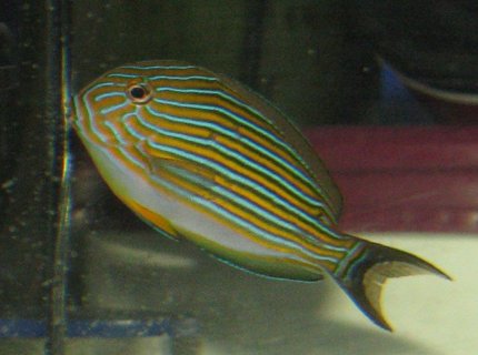 saltwater fish - acanthurus lineatus - clown tang stocking in 110 gallons tank - Clown Tang saltwater fish - acanthurus lineatus - clown tang stocking in 110 gallons tank - Clown Tang