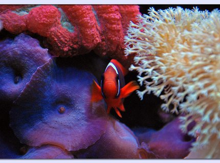 saltwater fish - amphiprion frenatus - tomato clownfish stocking in 125 gallons tank - Tomato Clown saltwater fish - amphiprion frenatus - tomato clownfish stocking in 125 gallons tank - Tomato Clown