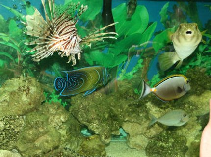 saltwater fish - naso lituratus - naso tang stocking in 220 gallons tank - stars and stripes puffer, Volian Lion, Lipstick tang, Koran Angel, picasso trigger, Blue spot tang, Snowflake moray eel saltwater fish - naso lituratus - naso tang stocking in 220 gallons tank - stars and stripes puffer, Volian Lion, Lipstick tang, Koran Angel, picasso trigger, Blue spot tang, Snowflake moray eel
